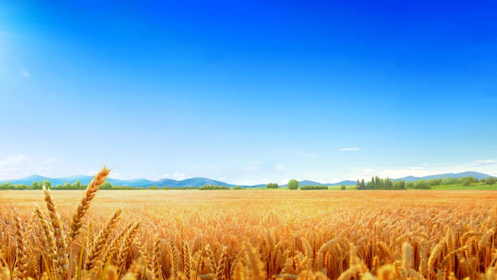 Only the Perfected Can Live a Meaningful Life