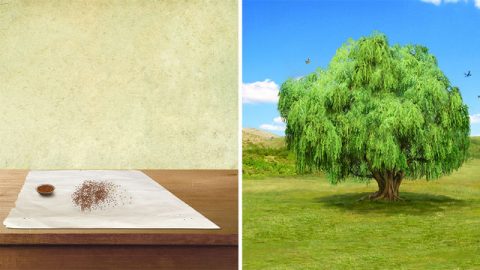 The Parable of the Mustard Seed