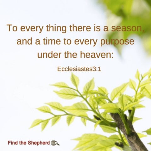 Bible Verse: To every thing there is a season Ecclesiastes 3-1