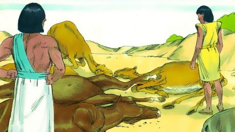 Exodus 9 – The Fifth Plague-Livestock