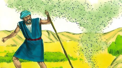 The Third Plague -Gnats