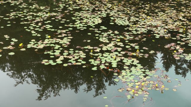 A Marvelous Deliverance From Drowning