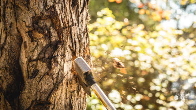 Cut tree