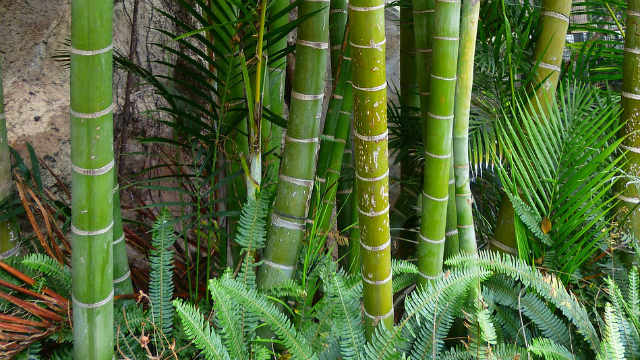 bamboo