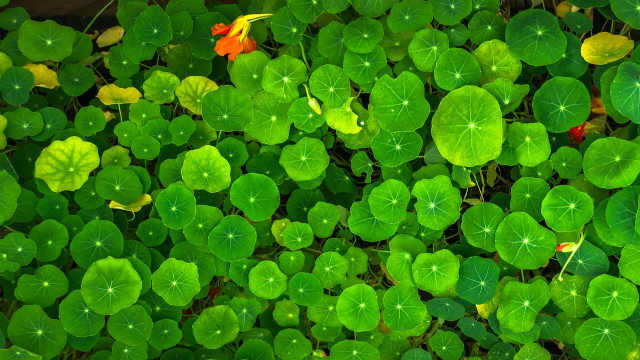 green plants