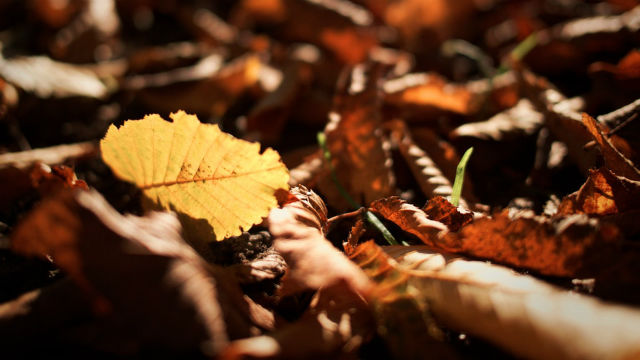 It Was God Who Guided Me From the Wilderness to Canaan