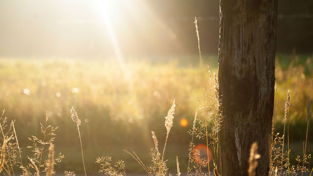 sunshine
