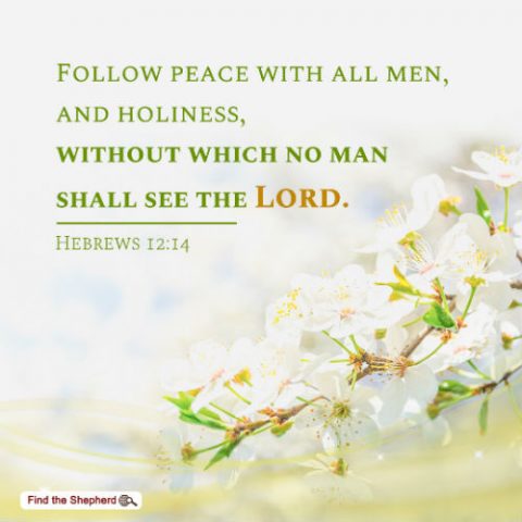 Hebrews 12-14, holiness