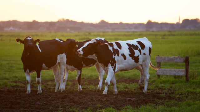 ran a cow farm