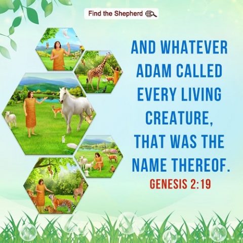 garden of Eden,Adam,every living creature