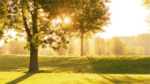 Tree under the sun