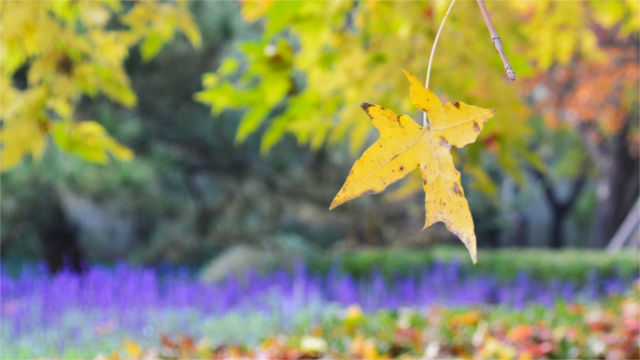 Death leaves