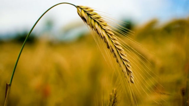 Wheat ears