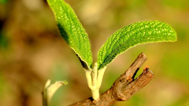 Sunlight,life,germination