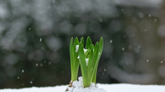 Seed germination