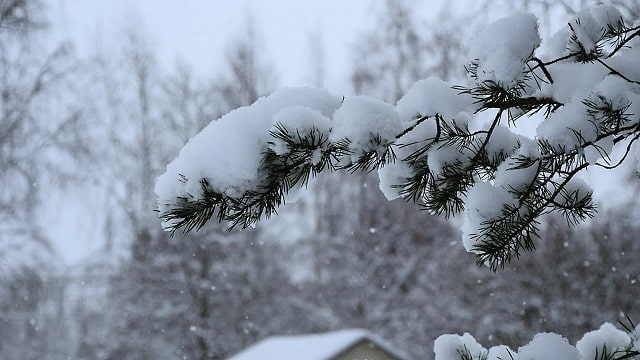 Heavy snow bending tree branches