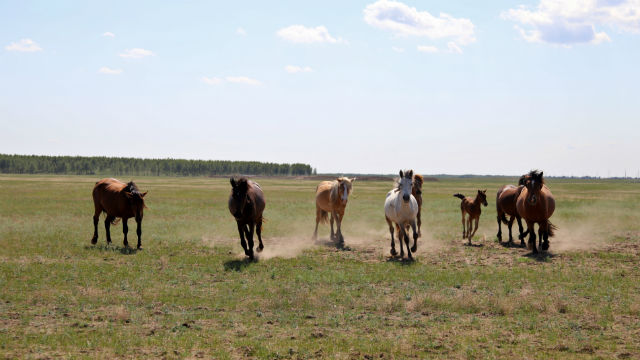 God Draws Boundaries for the Various Birds and Beasts, Fish, Insects, and All the Plants